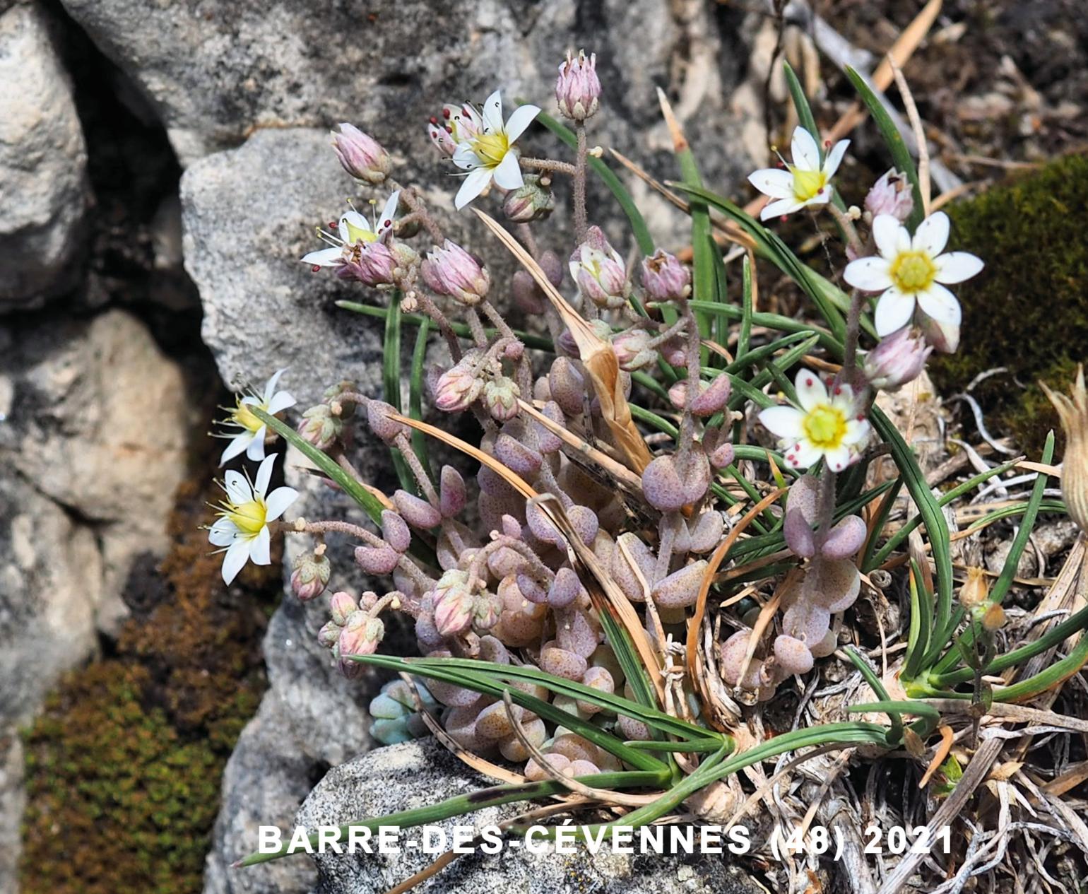 Stonecrop, Thick-leaved